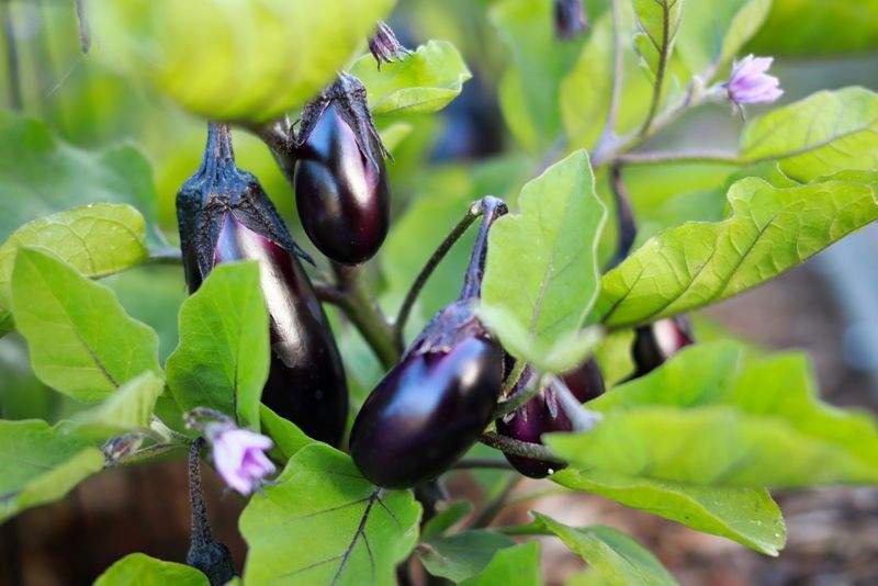 観葉植物の設置・メンテナンス